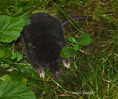 Star Nosed Mole