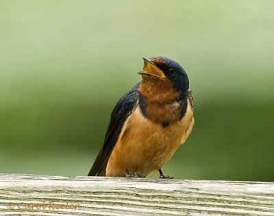 Barn Swallow Vocalizing