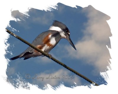 BELTED KINGFISHER IMG_0002