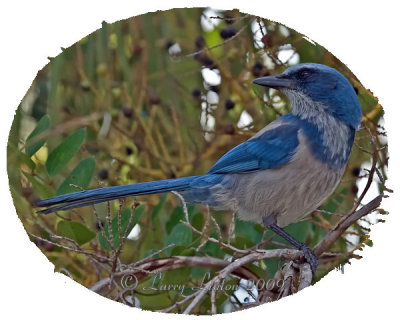 SCRUB JAY (Aphelocoma coerulescens)   IMG_0025