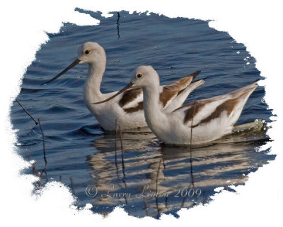 AMERICAN AVOCETS  IMG_0100 