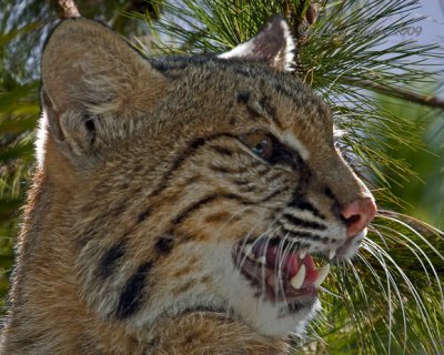YOUNG BOBCAT IMG_0009