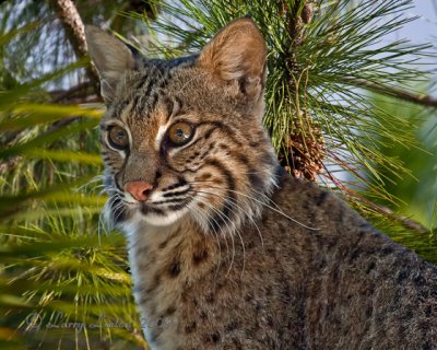 YOUNG BOBCAT IMG_0003 (c)