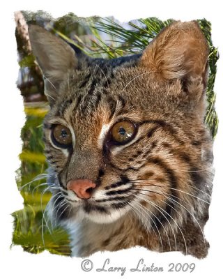 YOUNG BOBCAT  IMG_0003  (c)