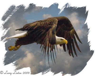 BALD EAGLE  IMG_0007