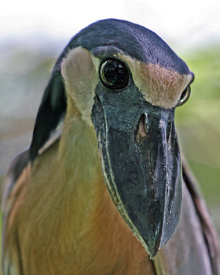 BOAT-BILLED HERON (Cochlearius cochlearius)