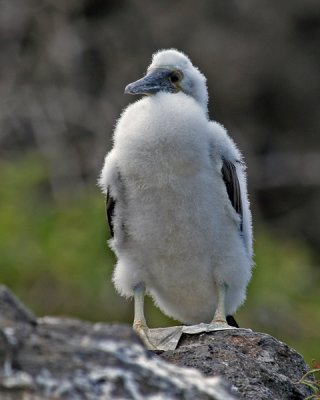 BLUE-FOOTED BOOBY CHICK 277c