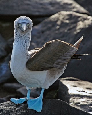 BLUE-FOOTED BOOBY (Sula nebouxii) 755cccff