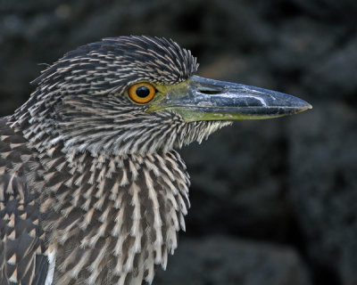 IMMATURE NIGHT HERON 1034CC