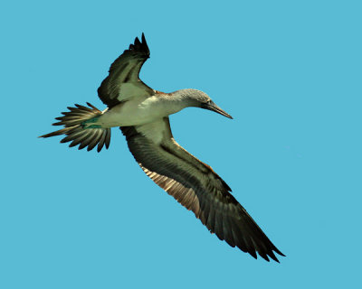 BLUE-FOOTED BOOBY 1120c
