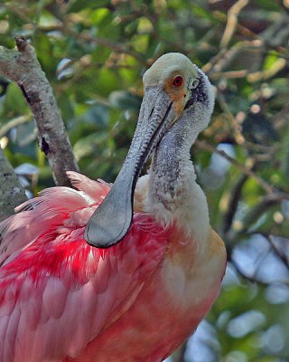 ROSEATE SPOONBILL IMG_0318A