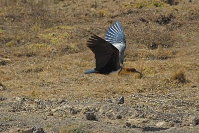 Black-faced Ibis