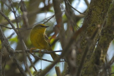 Pale-legged Warbler