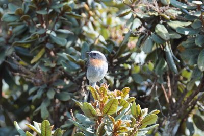 Rufous-breasted Chat-tyrant