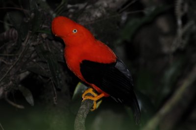 Andean Cock of the Rock