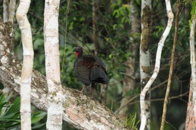 Spix's Guan