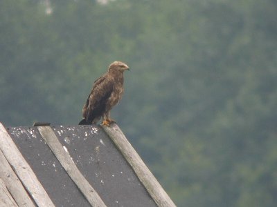 Schreeuwarend / Lesser Spotted Eagle