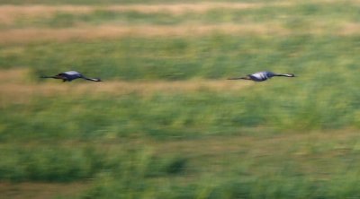 Kraanvogel / Common Crane