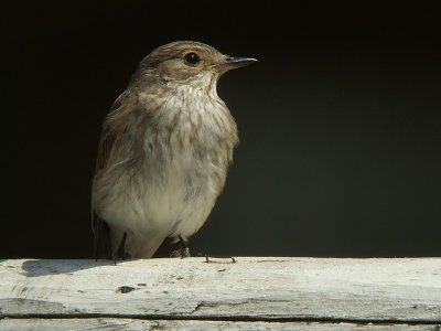 Grauwe Vliegenvanger / Spotted Flycatcher