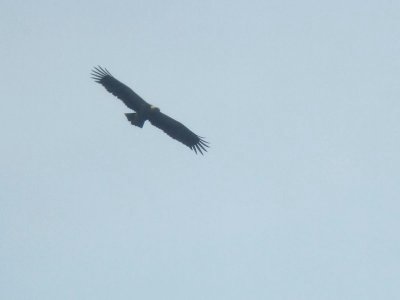 Bastaardarend / Greater Spotted Eagle