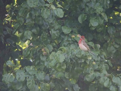 Roodmus / Scarlet Rosefinch