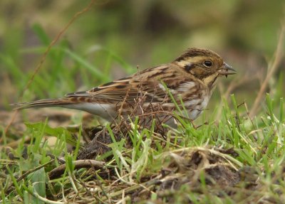 Bosgors / Rustic Bunting