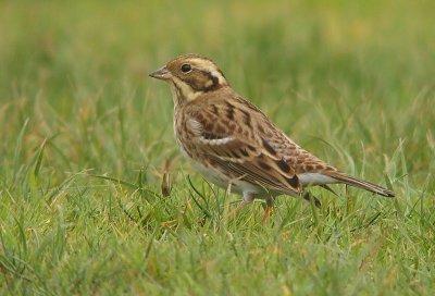 Bosgors / Rustic Bunting