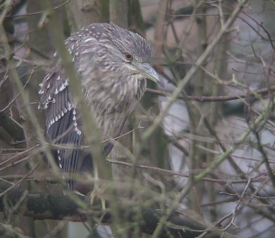 Kwak / Black-crowned Night Heron