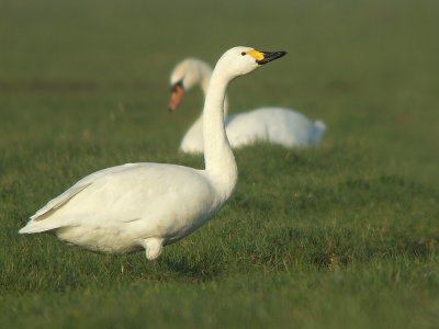Kleine zwaan / Bewicks Swan