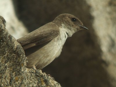 Rotszwaluw / Eurasian Crag Martin
