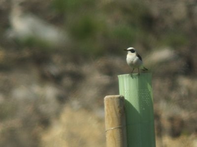 Westelijke Blonde Tapuit / Black-eared Wheatear
