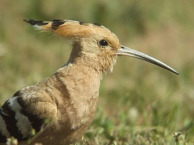 Hop / Hoopoe