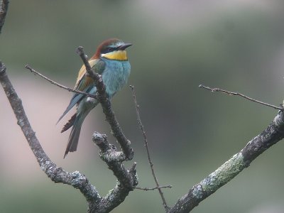Bijeneter / Bee-eater