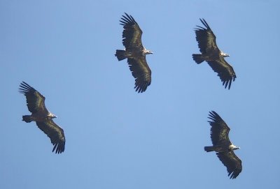 Vale Gieren / Griffon vulture