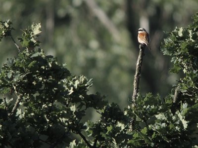 Grauwe Klauwier / Red-backed Shrike