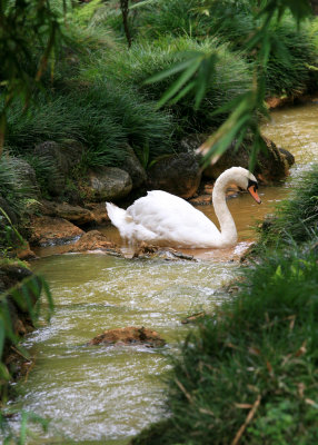 A beautiful mute swan