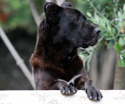 Azorean herding dog keeping watch.