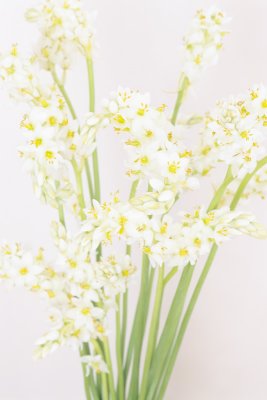 Ornithogalum June bride