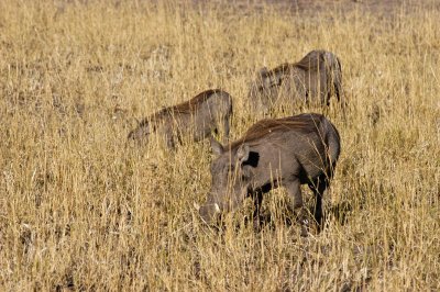 Img_158.JPG