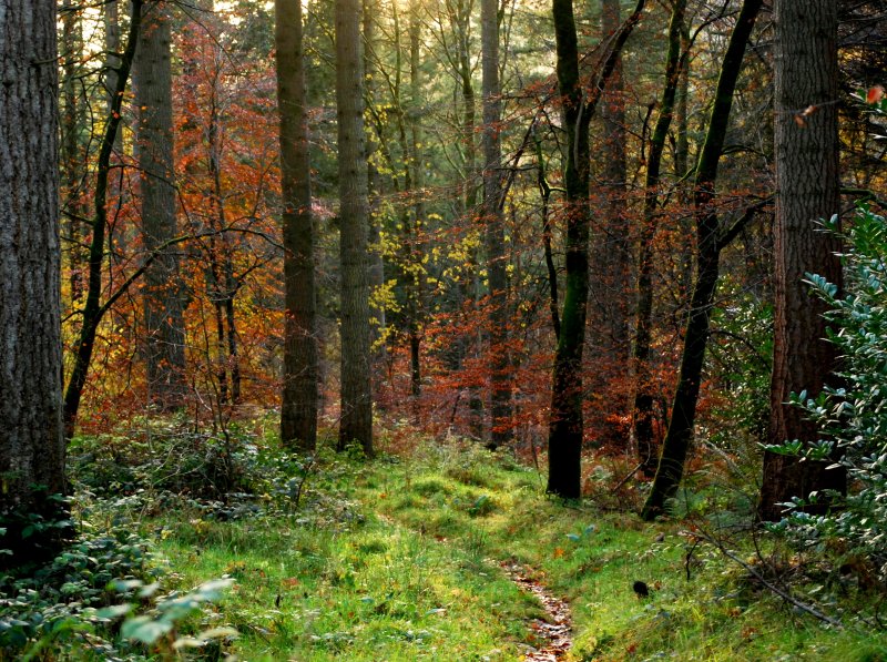 A Walk In Ravensdale Park