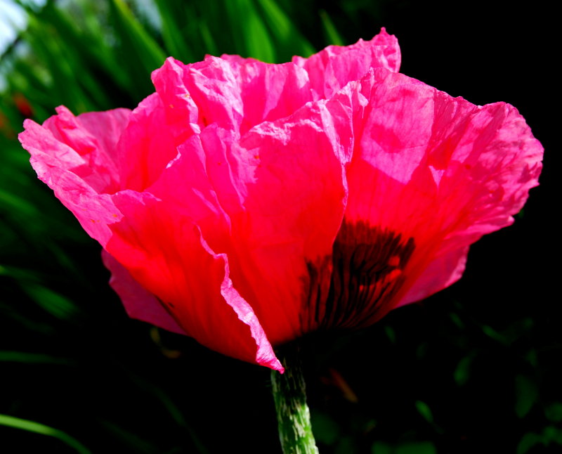 Shocking Pink Poppy