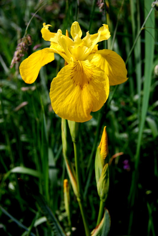 Wild Iris