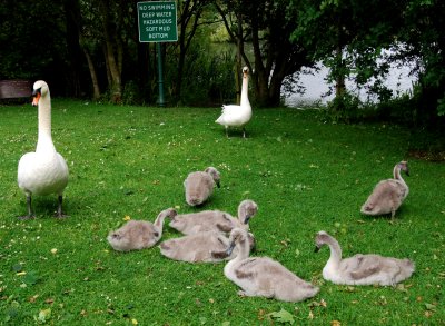 Swan family