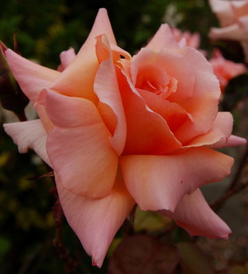 Ann's rose