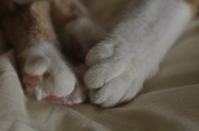 Paws for thought