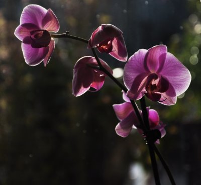 Orchids