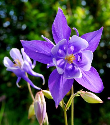 Purple Flowers