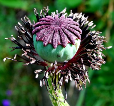 Green and Purple Poppy Seedhead