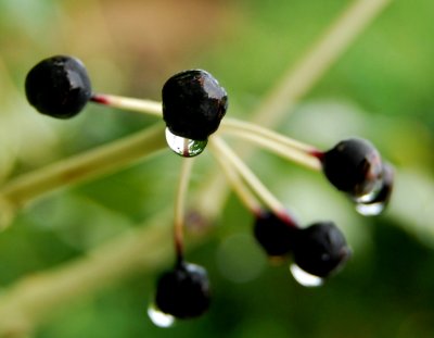 Black Berry