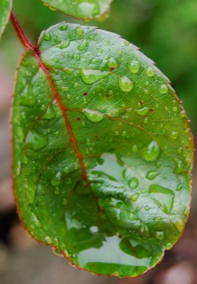 Leaf Greee